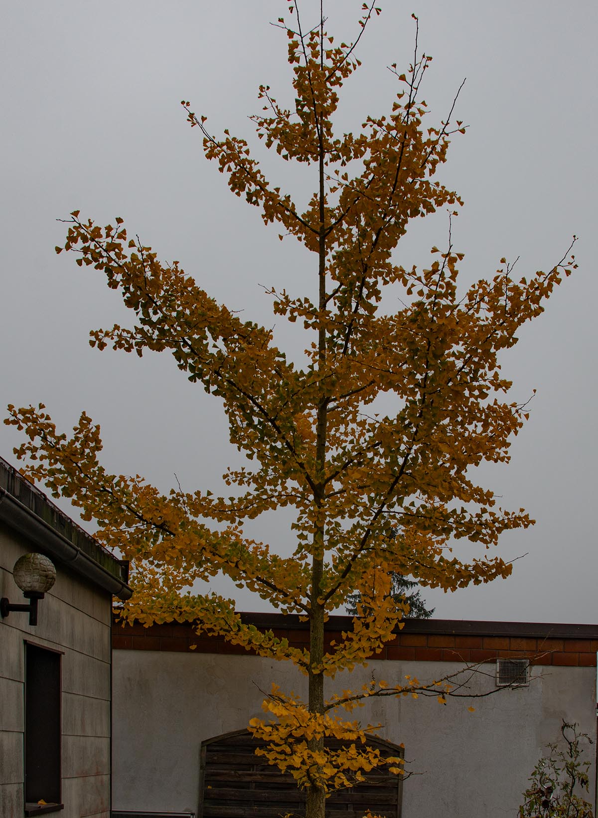 junger Baum